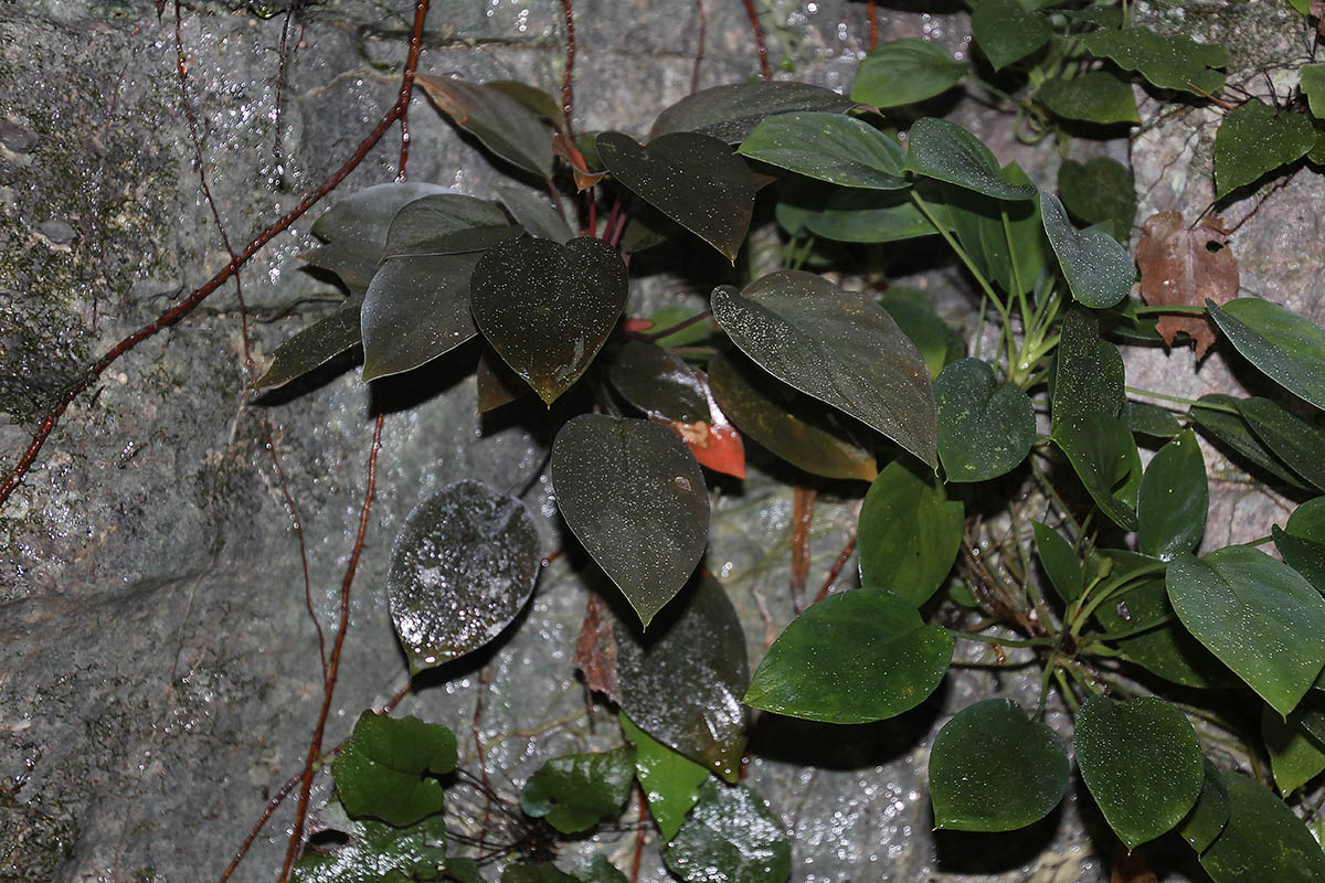 Image of genus Homalomena specimen.