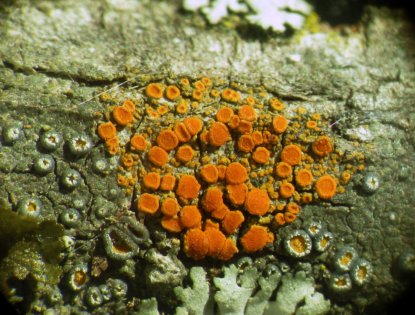 Image of Caloplaca ferruginea specimen.