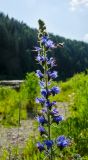 Echium vulgare. Верхушка цветущего побега с подлетающей пчелой. Челябинская обл., Нязепетровский р-н, Шемахинское сельское поселение, окр. с. Арасланово, зарастающий луговой растительностью галечный берег р Уфа. 2 июля 2022 г.