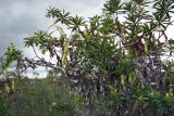 Nepenthes gracilis. Часть кроны с ловчими кувшинчиками. Малайзия, штат Саравак, национальный парк \"Бако\". 30.04.2008.