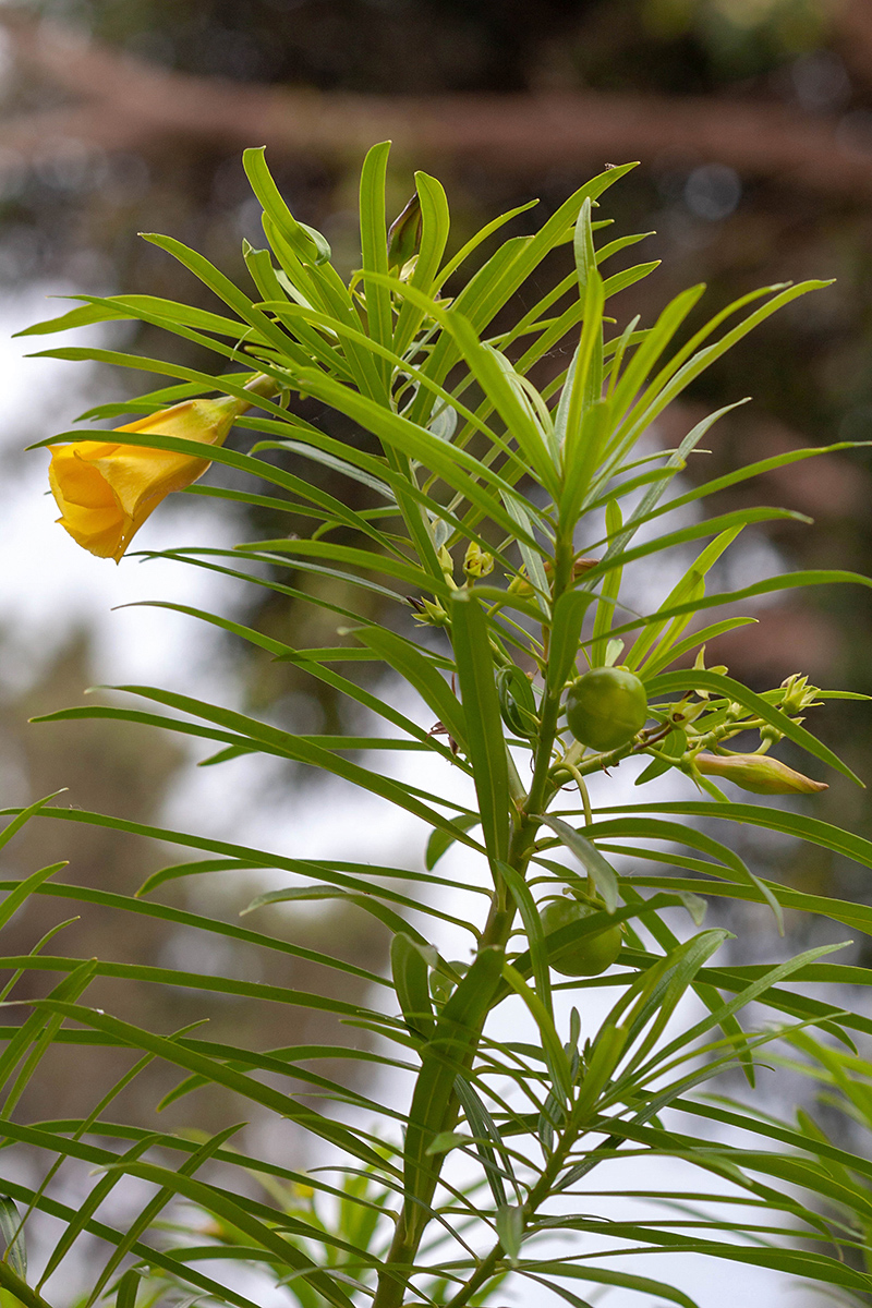 Image of Thevetia peruviana specimen.