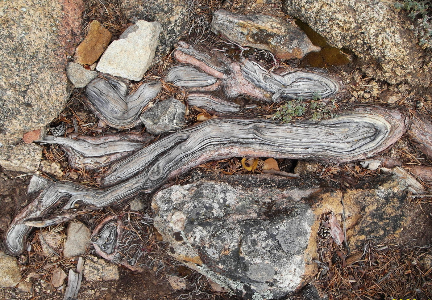 Image of Pinus sylvestris specimen.