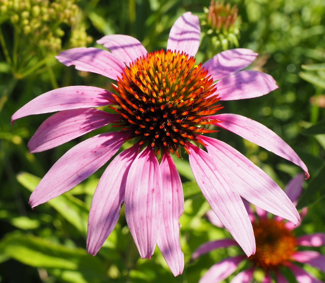 Image of Echinacea purpurea specimen.