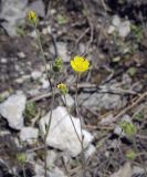 Potentilla kuznetzowii