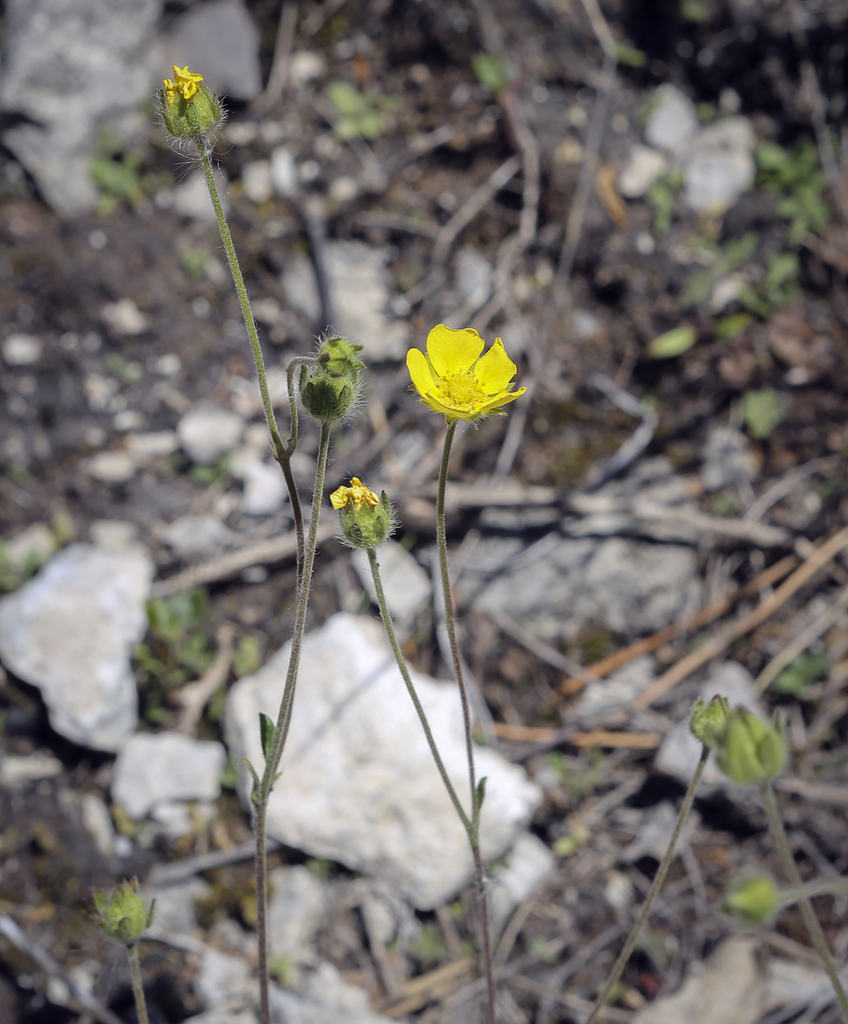 Изображение особи Potentilla kuznetzowii.