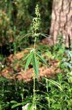 Cannabis sativa var. spontanea