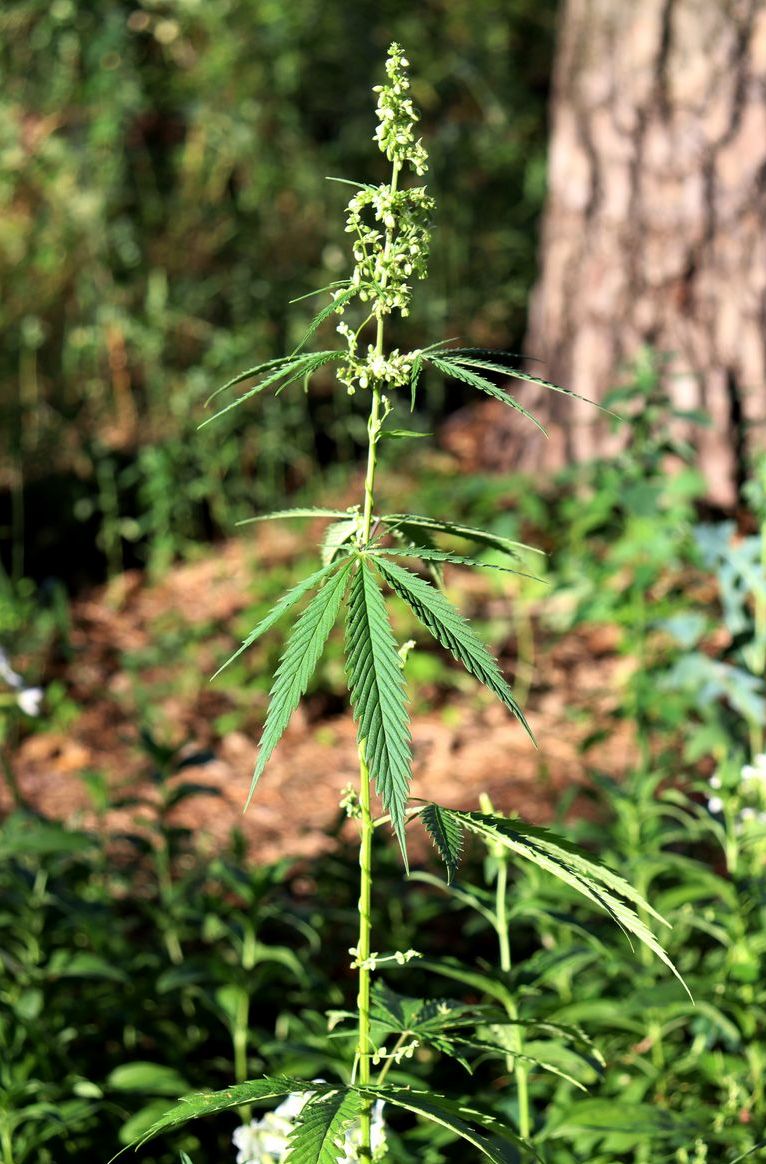 Изображение особи Cannabis sativa var. spontanea.