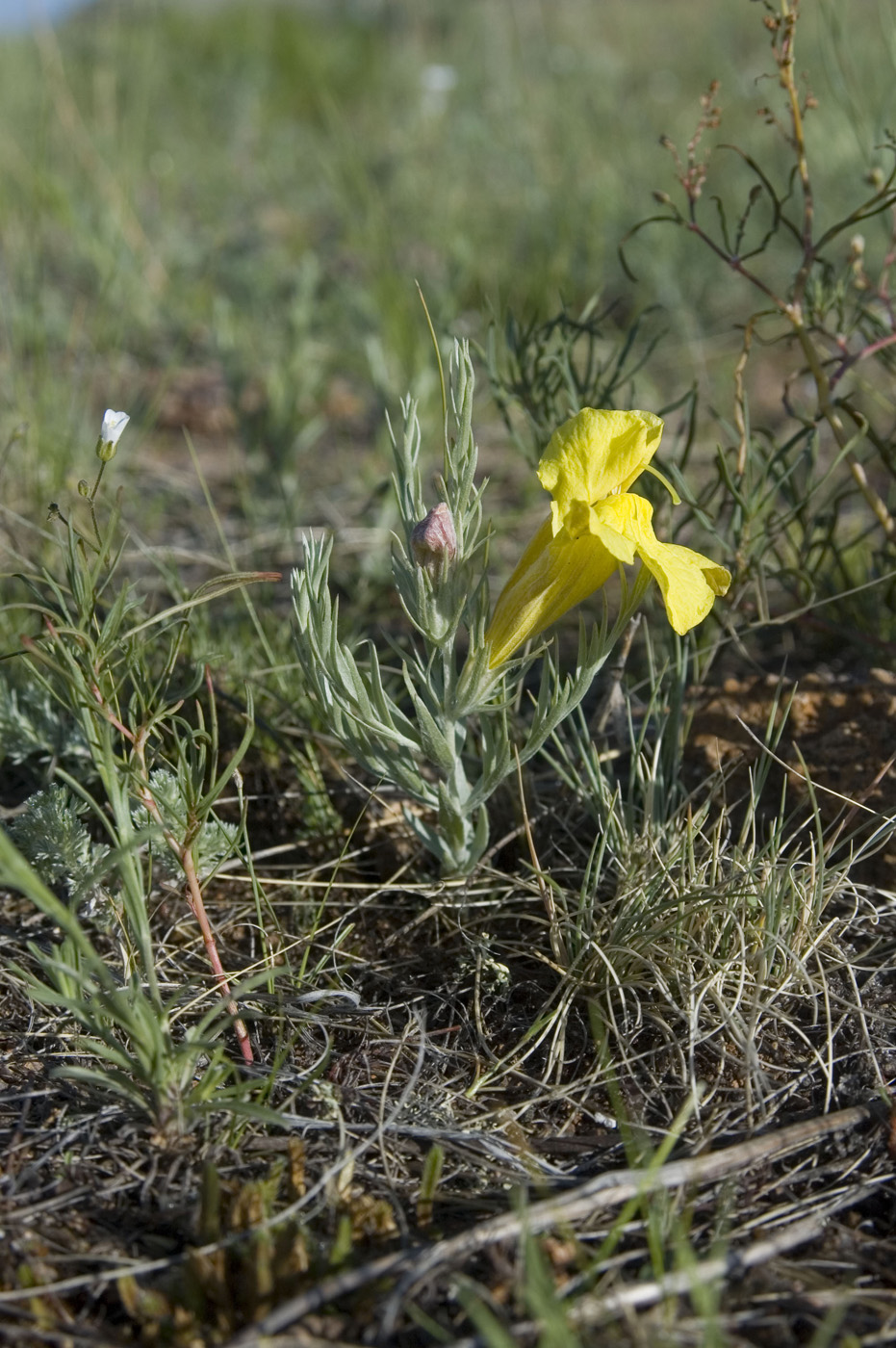 Image of Cymbaria daurica specimen.