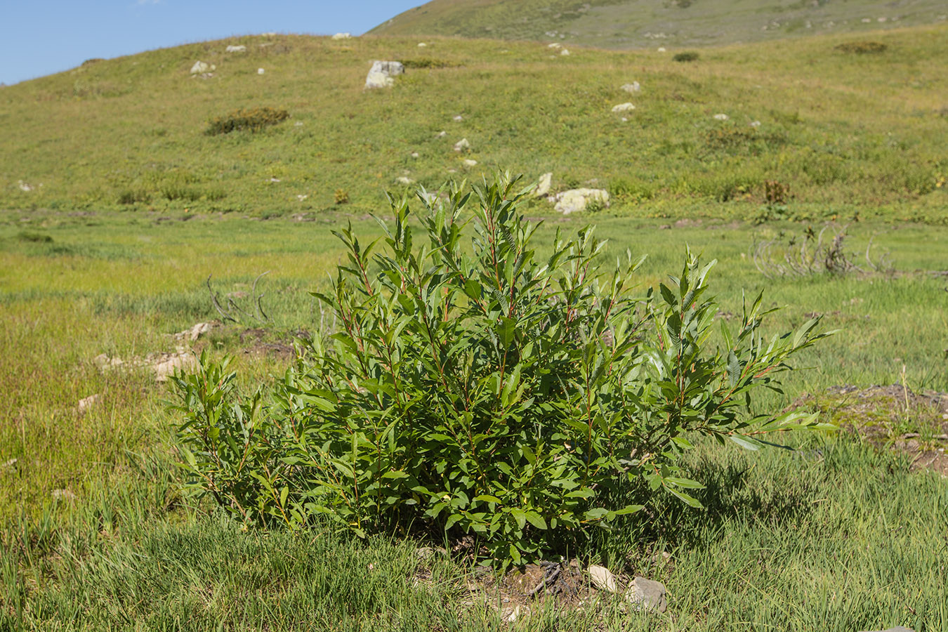 Изображение особи Salix caucasica.