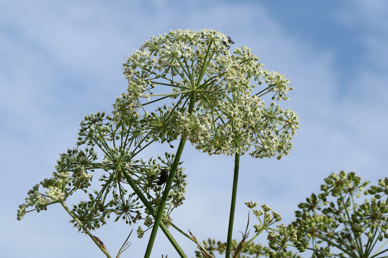 Image of Cenolophium fischeri specimen.