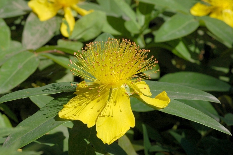 Изображение особи Hypericum calycinum.