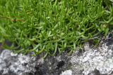 Gypsophila tenuifolia. Листья. Республика Ингушетия, Джейрахский р-н, окр. альплагеря \"Кязи\", выс. 2000 м н.у.м, на камне. 23 июля 2022 г.