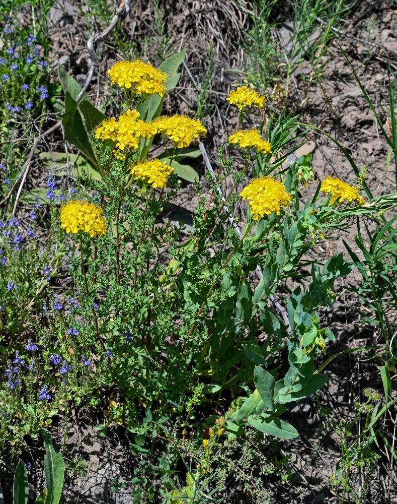 Image of Hypericum scabrum specimen.