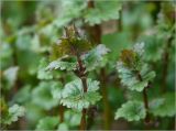 Glechoma hederacea