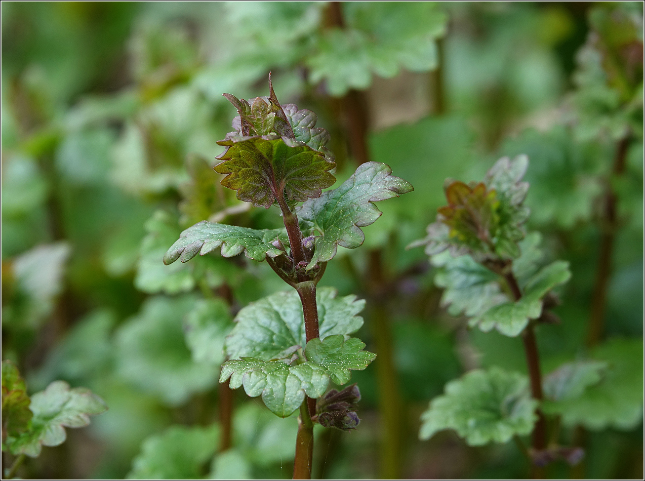 Image of Glechoma hederacea specimen.