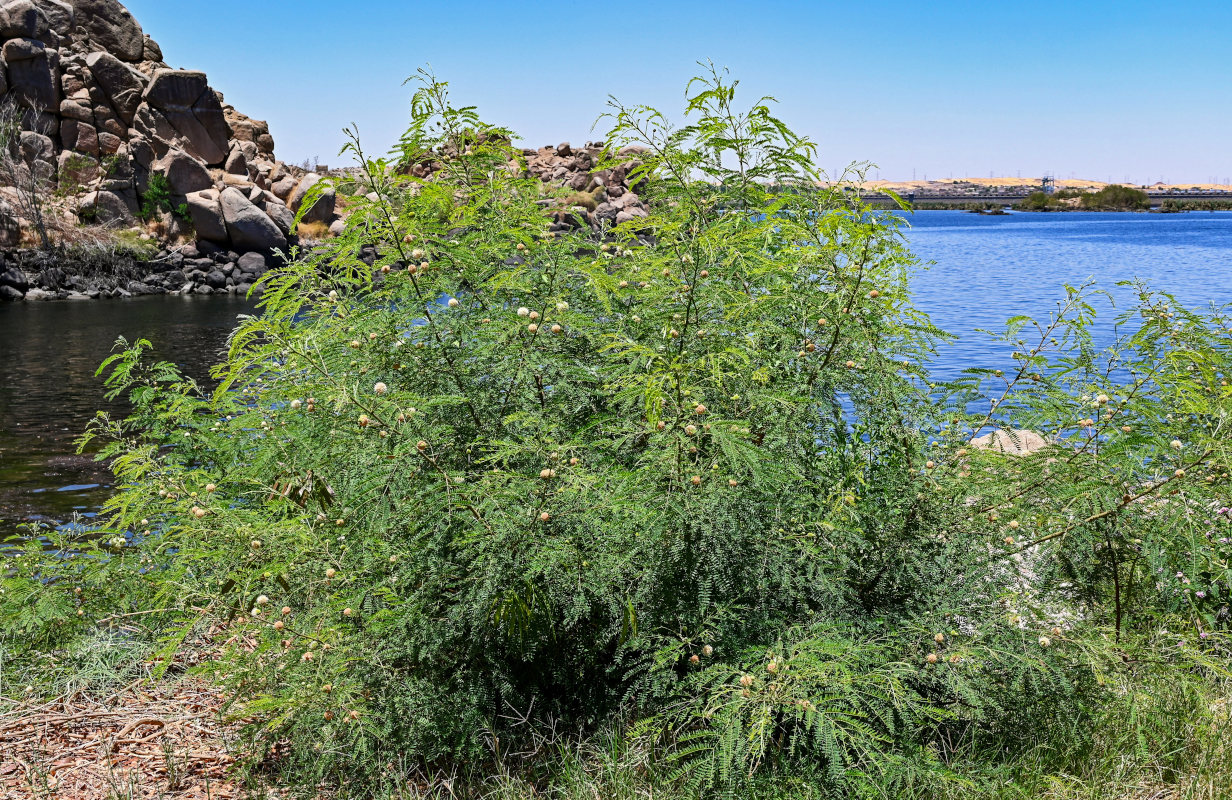 Изображение особи Leucaena leucocephala.