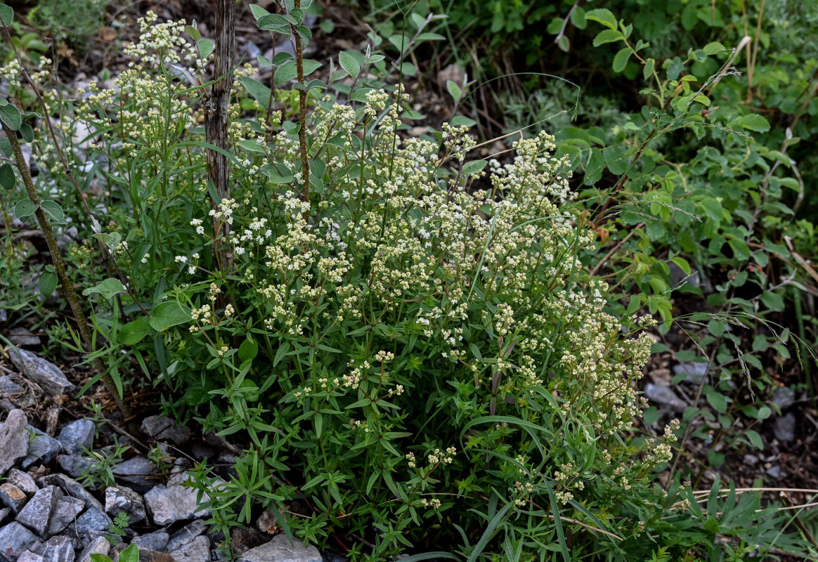 Изображение особи Galium boreale.