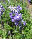 Salvia farinacea. Соцветие. Южный Берег Крыма, Артек, клумба. 26 июля 2010 г.