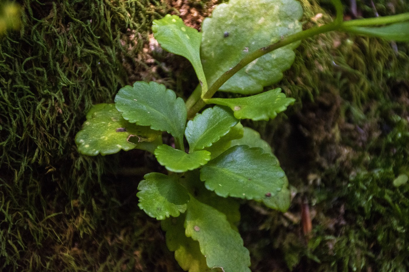 Image of Chiastophyllum oppositifolium specimen.