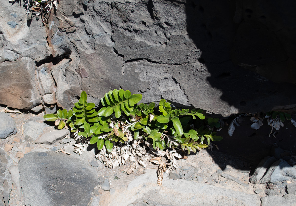 Image of Asplenium decurrens specimen.