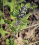 Ajuga reptans. Верхушка побега с развивающимся соцветием. Пермский край, г. Пермь, Дзержинский р-н, м-н Акуловский, смешанный лес. 13.05.2023.