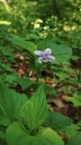 Viola acuminata