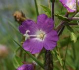 Epilobium hirsutum