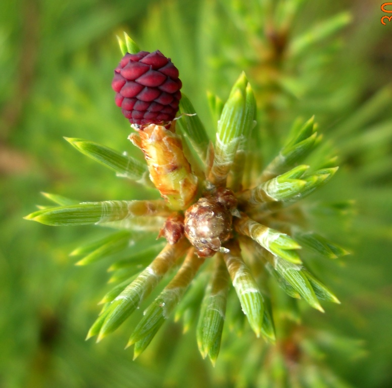 Image of Pinus sylvestris specimen.