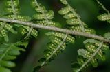 Dryopteris filix-mas