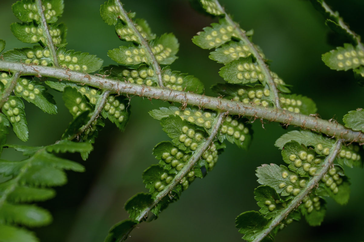 Изображение особи Dryopteris filix-mas.