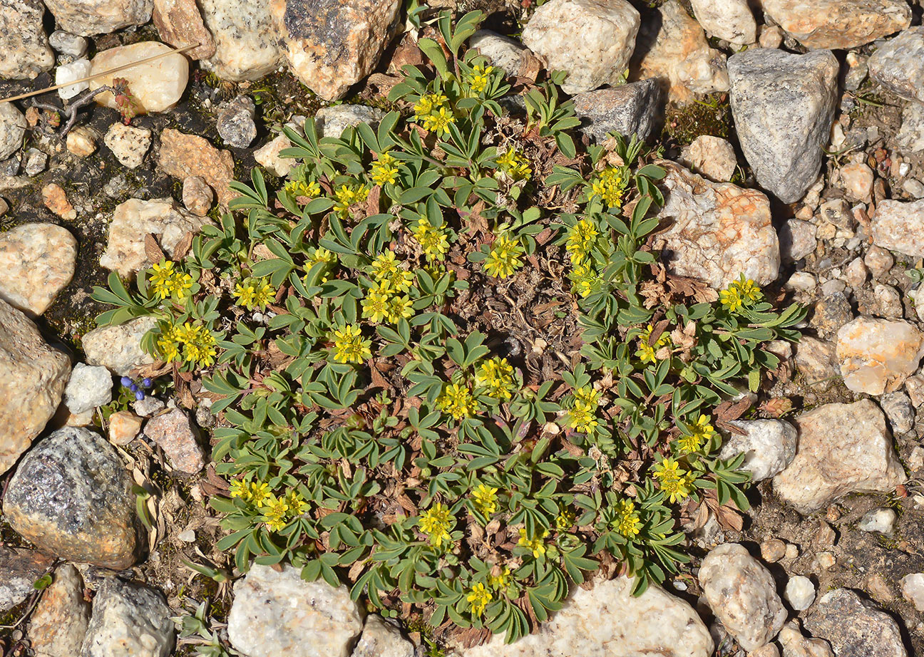 Изображение особи Sibbaldia parviflora.