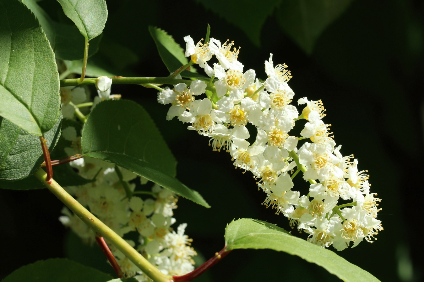 Изображение особи Padus virginiana.