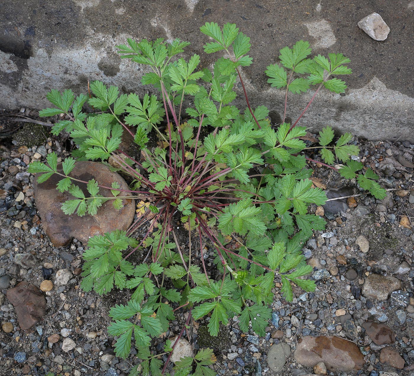 Image of Potentilla tobolensis specimen.