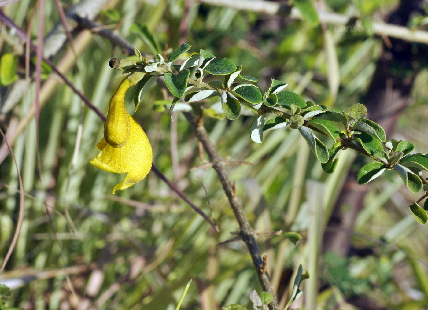 Image of Gmelina asiatica specimen.