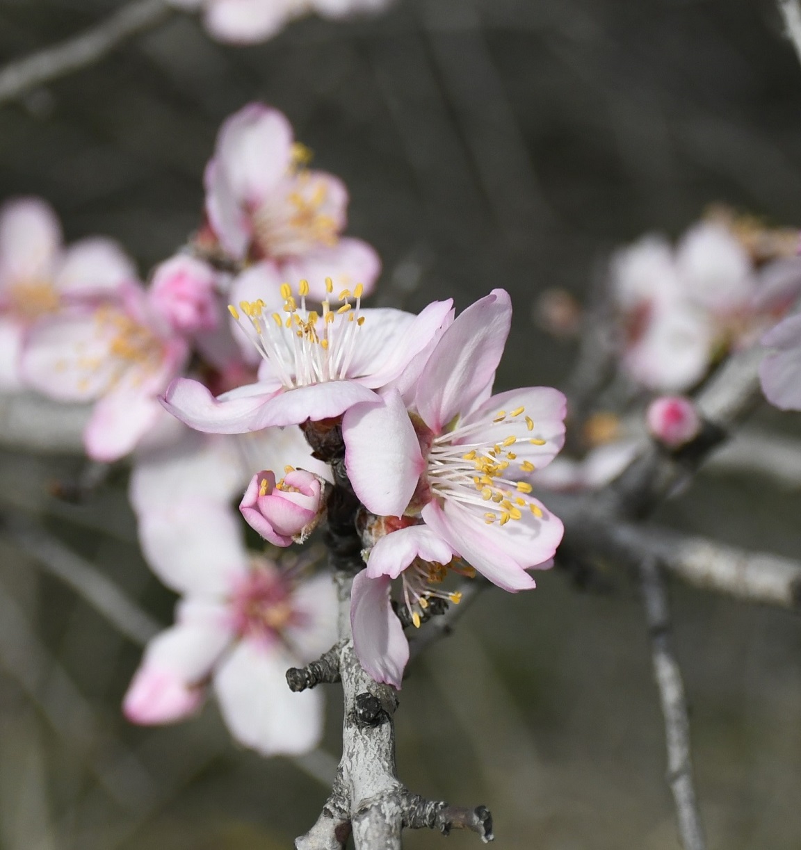 Изображение особи Amygdalus communis.