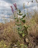 Salvia tesquicola. Цветущее растение. Краснодарский край, м/о г. Новороссийск, пер. Маркотх, остепнённый луг. 08.07.2017.