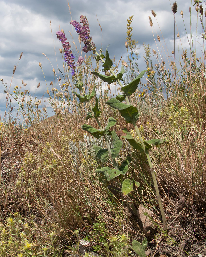 Изображение особи Salvia tesquicola.