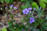 Geranium pseudosibiricum. Соцветия. Хакасия, Ширинский р-н, окр. с. Ефремкино, скалы Тогыз-Аз, опушка лиственничного леса. 07.06.2022.