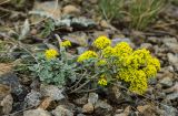 Odontarrhena obovata. Цветущее растение. Башкортостан, Учалинский р-н, Миндякский сельсовет, каменистый склон горы Акбура ≈ 750 м н.у.м. 3 сентября 2023 г.