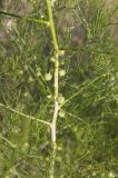 Asparagus dauricus