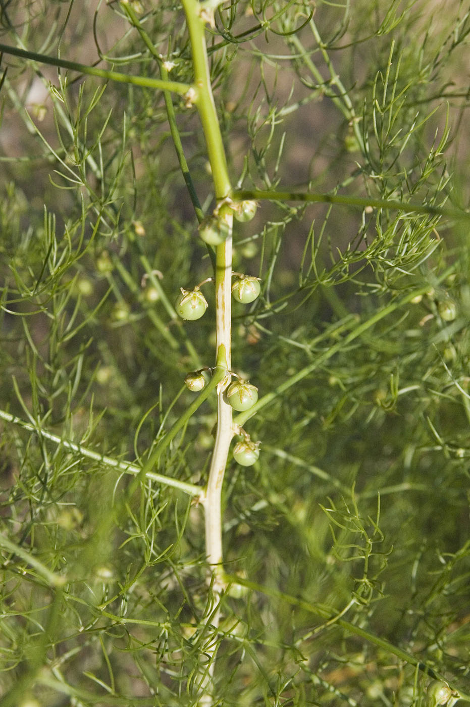 Изображение особи Asparagus dauricus.