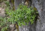 Galium valantioides