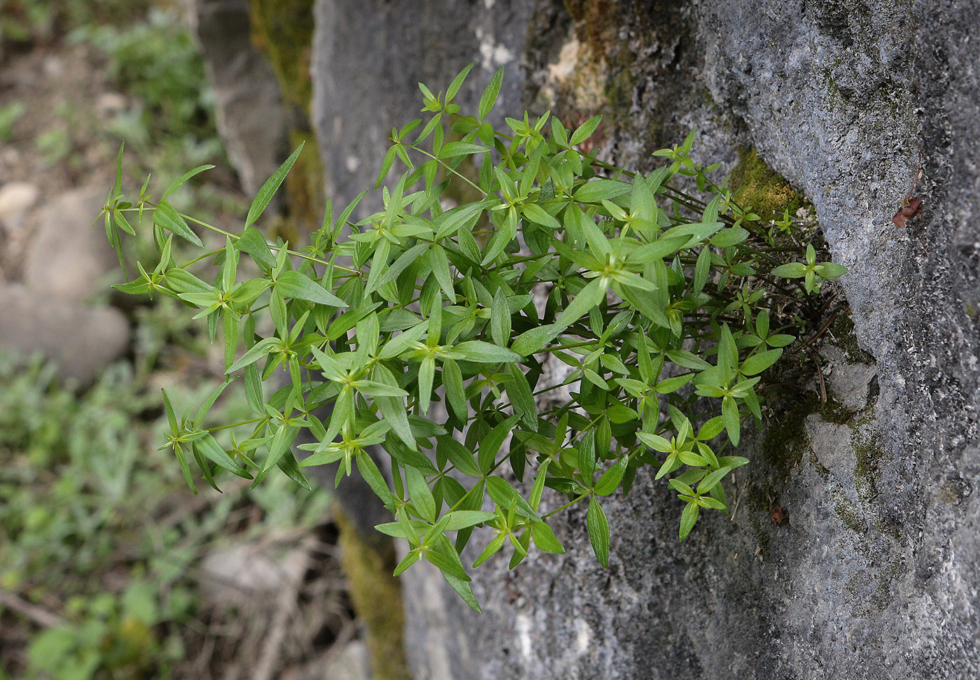 Image of Galium valantioides specimen.