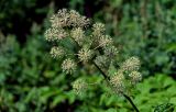 Aralia cordata. Соцветие. Сахалин, гор. округ Долинский, мыс Острый, приморский луг. 13.08.2023.