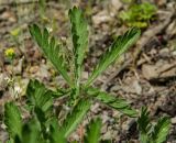 род Potentilla. Лист с адаксиальной стороны. Башкортостан, Хайбуллинский р-н, Акъюловский сельсовет, окр. дер. Акъюлово, дол. р. Сакмара, обращенный к реке склон прибрежного скальника. 29 апреля 2024 г.