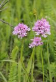 Neotinea tridentata