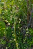 genus Thalictrum