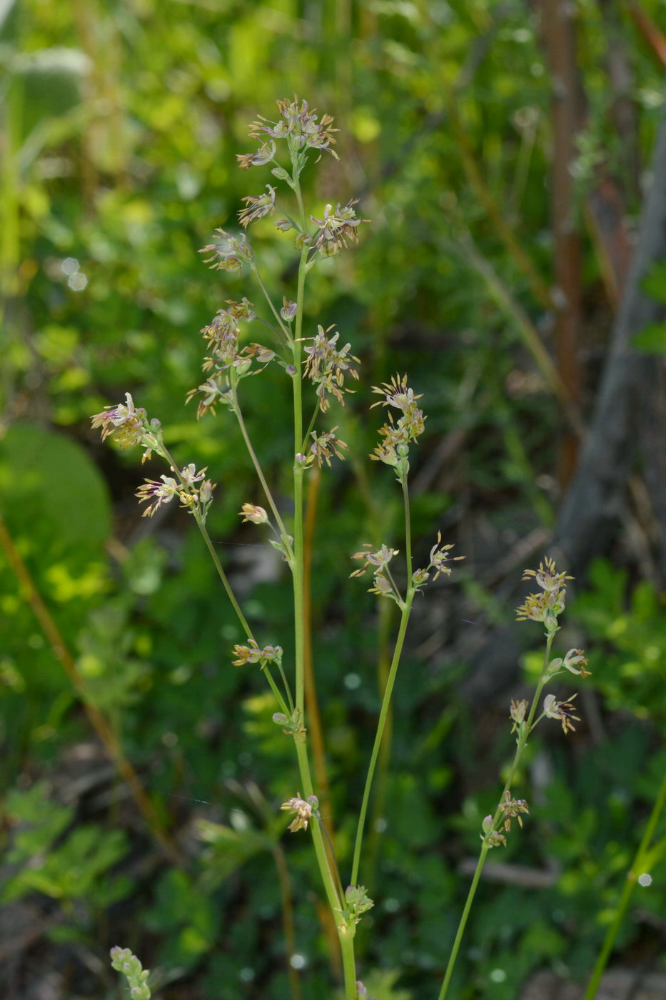 Image of genus Thalictrum specimen.
