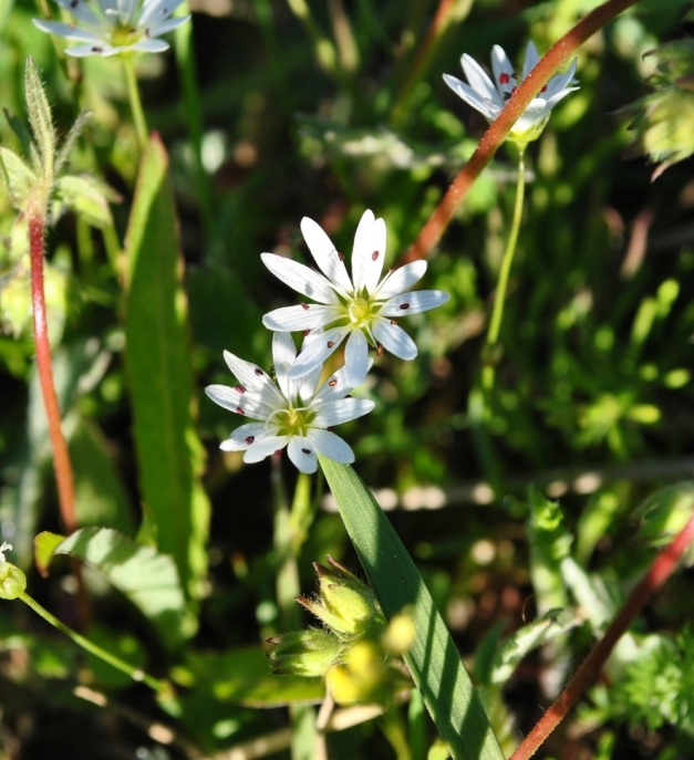 Image of Stellaria peduncularis specimen.