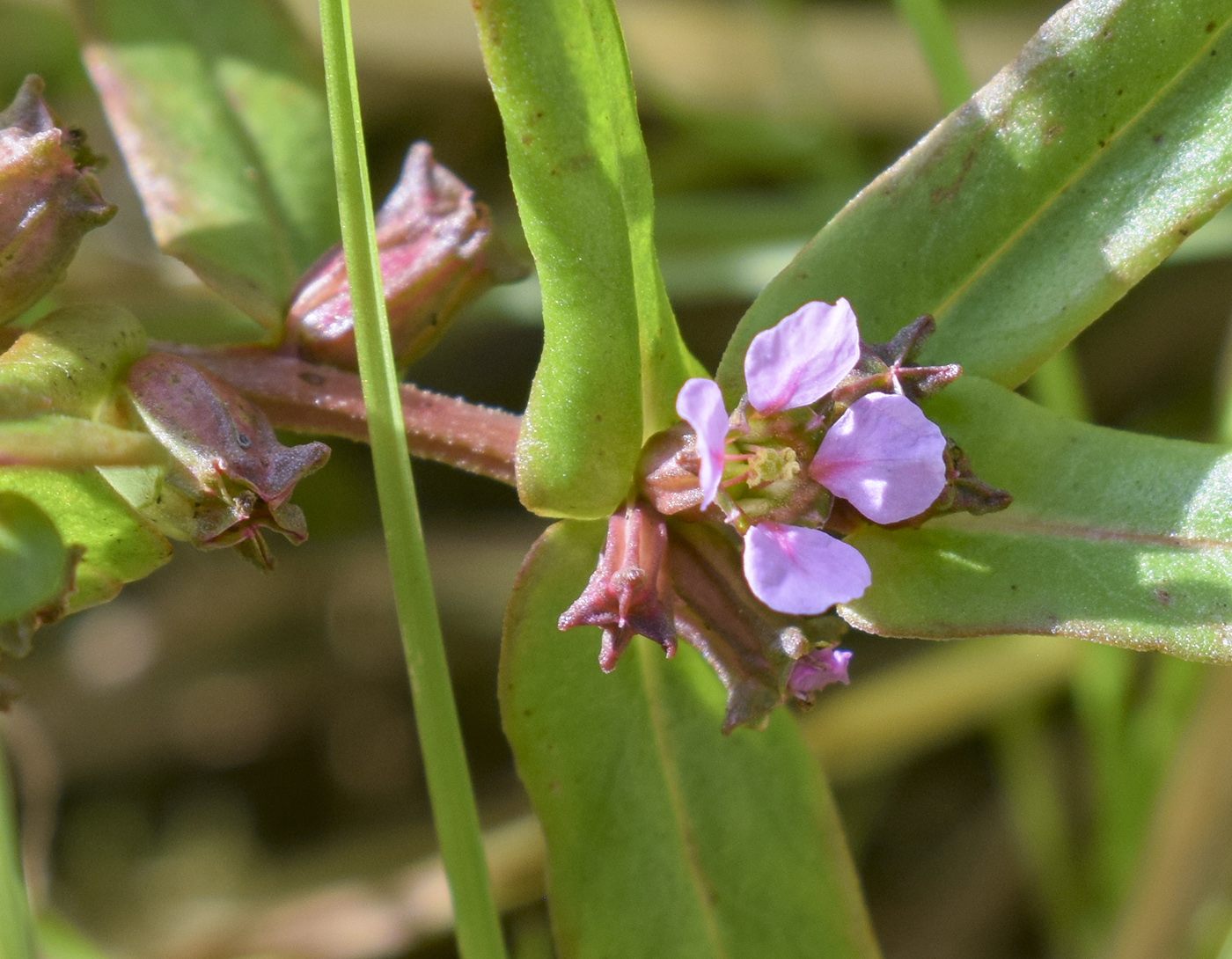 Image of Ammannia robusta specimen.